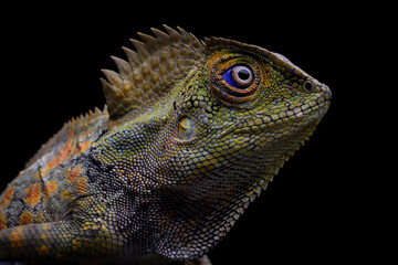 Closeup head forest dragon Lizard male on isolated background, Fores dragon closeup head