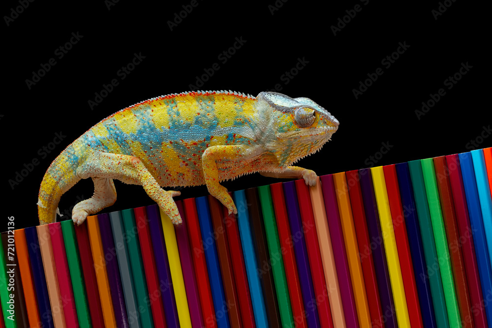 Wall mural chameleon panther is developing its color on colored pencils, chameleon panther on pencil colors