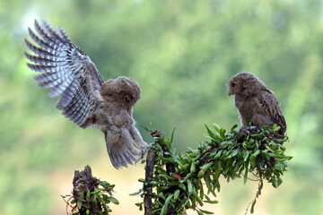 a couple Eurasian scoop owl on twigs and carrying insects from hunting, Eurasian scoop owl closeup