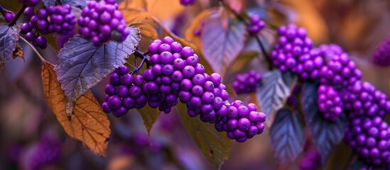 Autumn photo of purple Callicarpa Profusion berries in Hyde Hall garden, Chelmsford, UK.