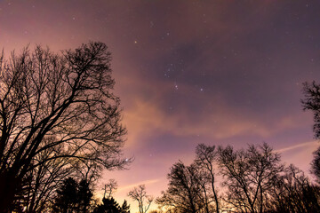 Obraz premium Starry Purple Nightsky over Woodland