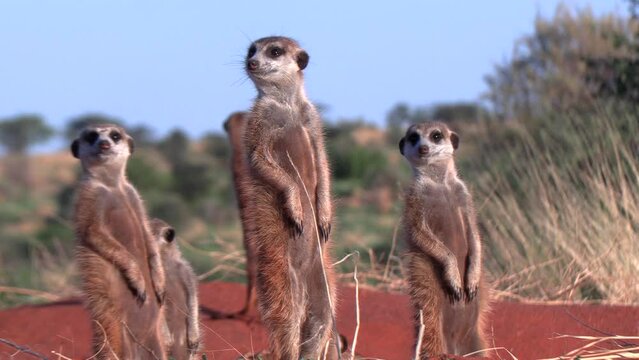 Meerkats basking in the early morning sunshine, scanning the area for danger in Southern Kalahari.