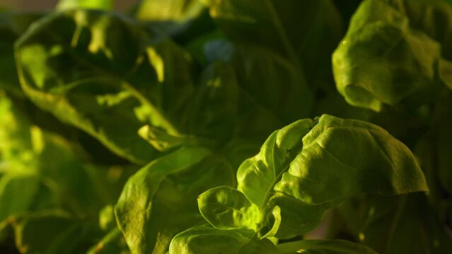 Fresh basil leaves watered during golden sunset, close up of culinary herb