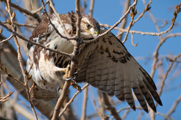 Red-tailed Hawk (Buteo jamaicensis) Perched on Tree with Wing Spread
