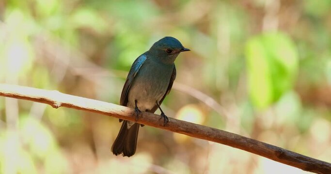 Looking down and around while perched on a vine in the middle of the day, Verditer Flycatcher Eumyias thalassinus, Thailand