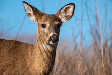 White-tailed Deer (Odocoileus virginianus) Close Up in Winter Grassland
