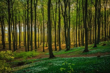 sun rays shining through the trees over a grassy hillside in the woods