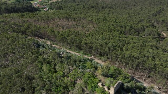 Thin dirt road cuts across tall thin trees in forested hills above Gondomar Portugal