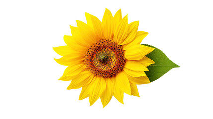 Fototapeta premium Sunflower isolated on transparent background, Generative ai.