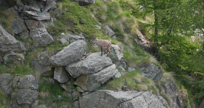 Alpine ibex calmly climbs on rocky mountain, Italian Alps