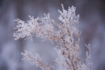 Closeup shot of a bush with white frozen branches