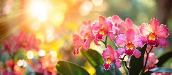 Gordijnen Orchid Elegance Shines in the Blossoming Flower Garden at the Serene Park © AkuAku