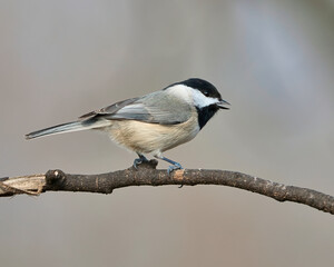 Fototapeta premium Close-up of a Carolina Chickadee on a tree branch in Dover, Tennessee