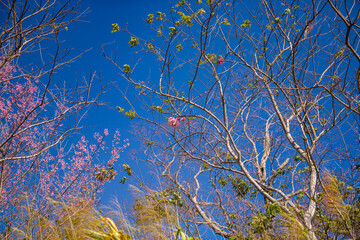 A serene forest landscape with a solitary tree reaching towards the sky, 
surrounded by the beauty of nature in winter,
featuring snow-covered branches and a peaceful ambiance