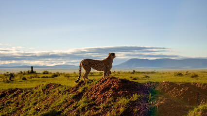 Cheetah majestically perched atop earth mound © Wirestock