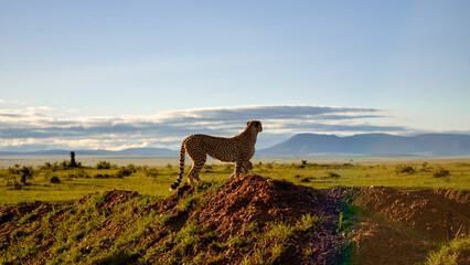 Cheetah majestically perched atop earth mound