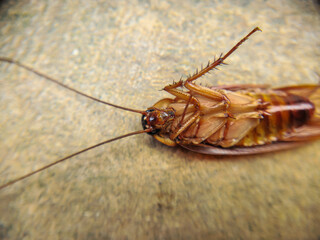 Cockroach dead. Cockroach upside down on the floor