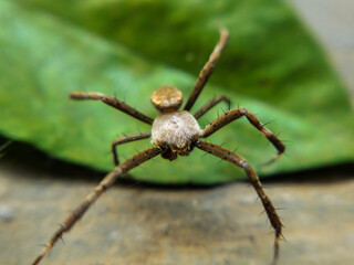 a spider (Argiope appensa) in its nest