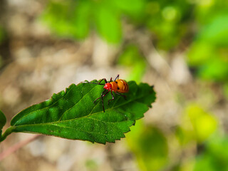 Bapak pucung or bok bok cong is a species of true ladybug in the Pyrrhocoridae family