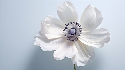 Anemone in exquisite detail, its delicate petals on a serene light grey surface.