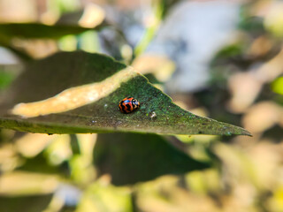 ladybird on leaf