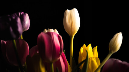 Collection of tulips showcasing a blend of colors, including white, red and yellow and white tulip