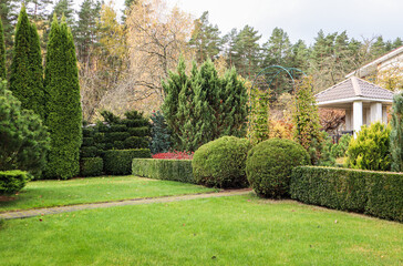 Landscaping of a garden with a green lawn, colorful decorative shrubs and shaped yew and boxwood, Buxus, in autumn - obrazy, fototapety, plakaty