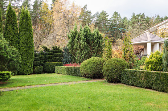 Landscaping of a garden with a green lawn, colorful decorative shrubs and shaped yew and boxwood, Buxus, in autumn