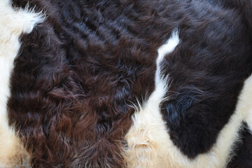 close up of cow fur. animal skin texture, cow skin texture background, cow leather with fur background, real genuine natural fur, Abstract background of the cow skin 