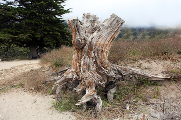 stump