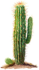 cactus vector on white background