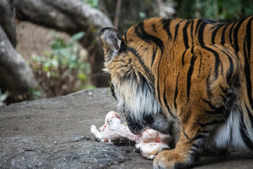 Tokyo, Japan, 31 October 2023: Tiger feeding on prey at Ueno Zoo.