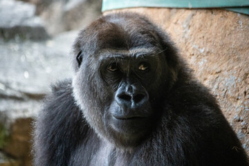 Obraz premium Tokyo, Japan, 31 October 2023: Close-up of a gorilla's face at Ueno Zoo.