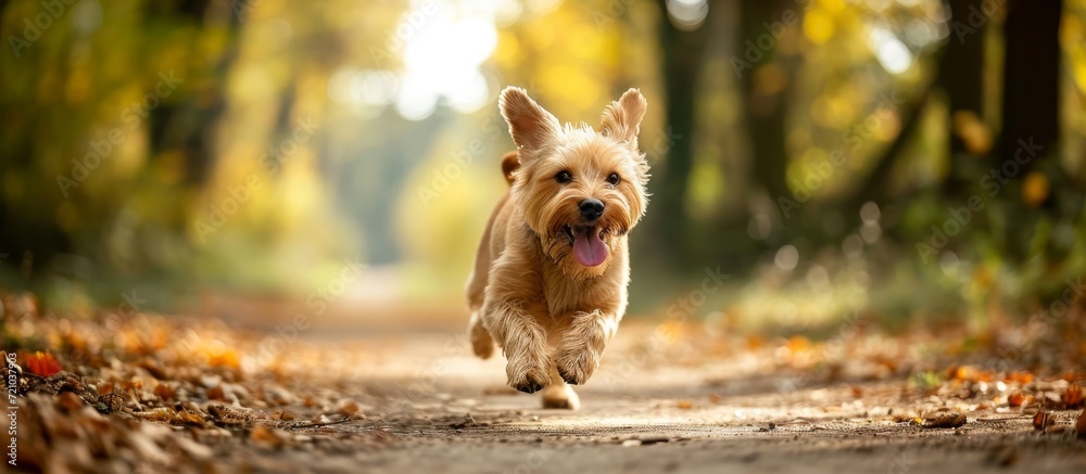 Wall mural Running with a Happy Dog: The Joy of a Running, Happy Dog and the Running, Happy Dog's Blissful Energy