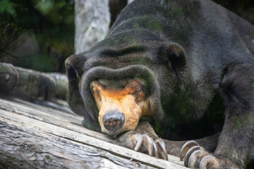 Tokyo, Japan, 31 October 2023: Sleeping sun bear at Ueno Zoo.