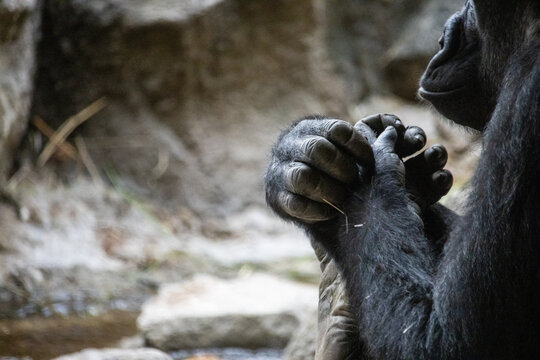 Tokyo, Japan, 31 October 2023: Gorilla observing its hands at Ueno Zoo.