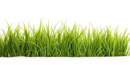 Green Grass on White Background AI Generated