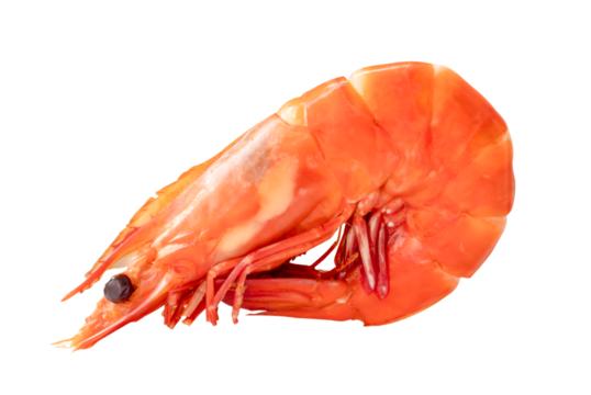 Red cooked or steamed prawn or shrimp isolated with clipping path in png file format
