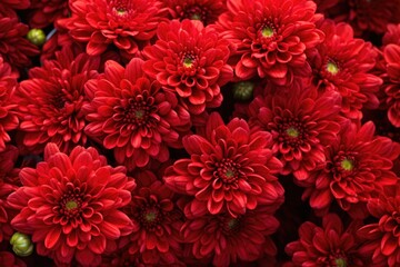 red chrysanthemum flowers - obrazy, fototapety, plakaty