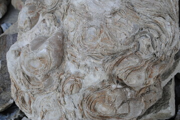 Rosettes formed in rock. Stone rose, rosette close up isolated macro