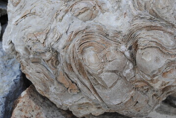 Rosettes formed in rock. Stone rose, rosette close up isolated macro