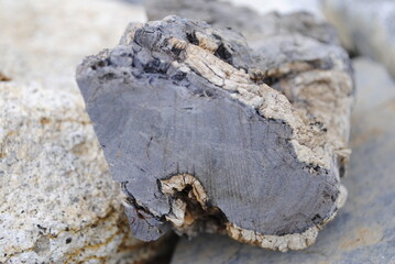 Cross-section close up macro shot of petrified wood