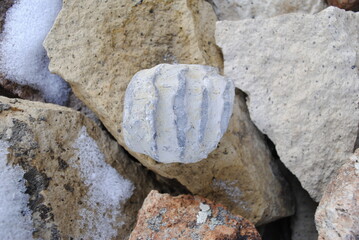 Small fossil with ridges on stone background close up macro