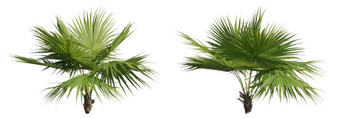 Set of footstool palms, 3D rendering cutout with transparent background, great for illustration and...