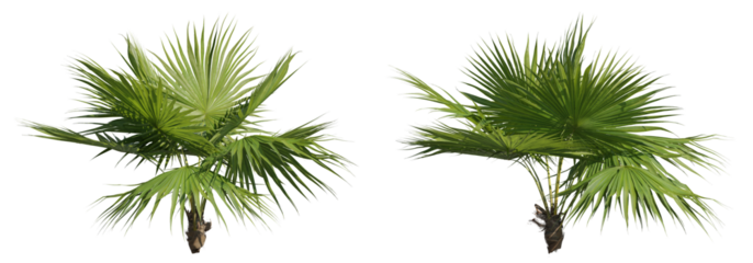 Set of footstool palms, 3D rendering cutout with transparent background, great for illustration and architecture visualization