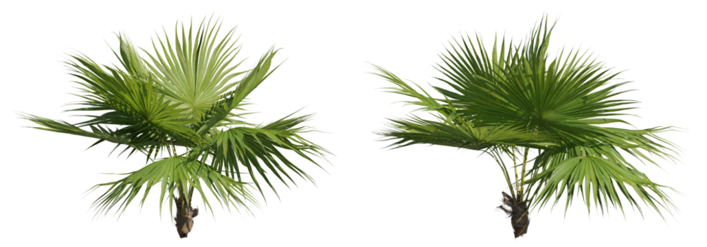 Set of footstool palms, 3D rendering cutout with transparent background, great for illustration and architecture visualization