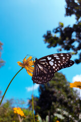 Butterfly with yellow flowers