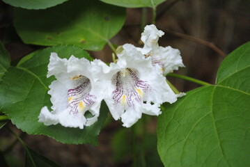 Cluster of white and purple catalpa tree flowers. Also known as catawba, in the family Bignoniaceae blooming close up isolated macro.