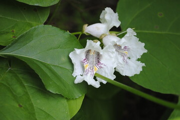 Cluster of white and purple catalpa tree flowers. Also known as catawba, in the family Bignoniaceae blooming close up isolated macro.