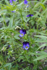 Small purple-indigo blue flowers of the violet plant.